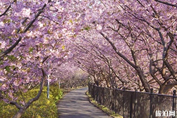 3月份去日本有櫻花看嗎 日本櫻花觀賞月份和地點推薦