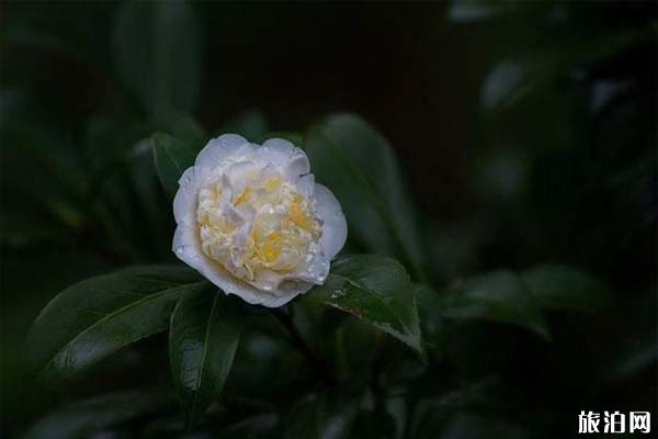 南寧金花茶公園
