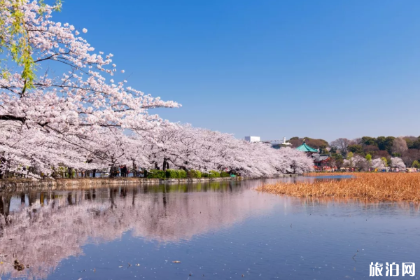 2020日本櫻花什么時候開得最好 日本櫻花觀賞地點