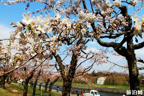 日本櫻花綻放時間表 在哪里可以查詢到