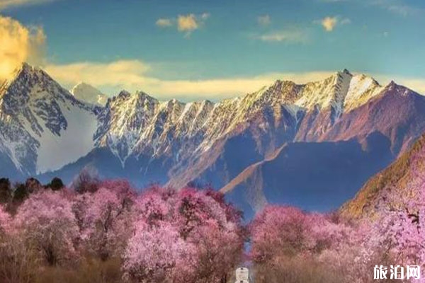 林芝桃花在什么地方看和觀賞攻略