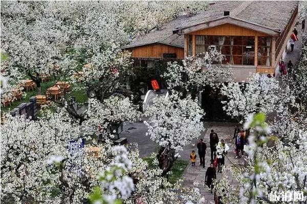 廣元市蒼溪十里櫻花谷櫻花什么時候開 附蒼溪賞花地圖