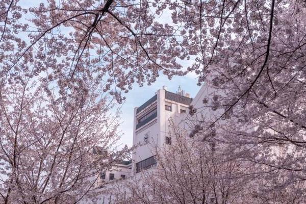 2020林芝桃花節是什么時間