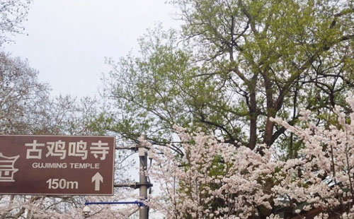 2020南京雞鳴寺櫻花開放時(shí)間 附預(yù)約觀賞指南