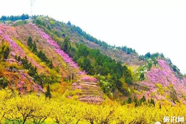 金華周邊哪里桃花好看