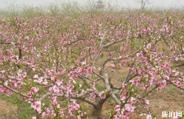 內丘長壽百果莊園