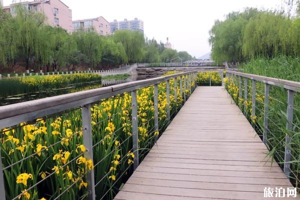 張家口市濱河公園黃菖蒲觀賞指南