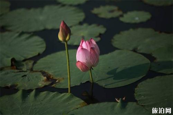 南通賞荷花地方盤點(diǎn)