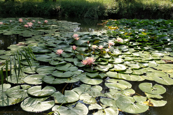 一馬樹森林公園