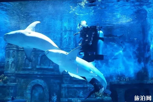 拉薩有沒有海洋館 西藏拉薩海洋館地址