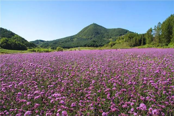 大伙房濕地公園
