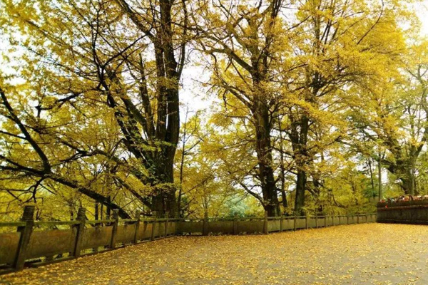 雅安紅葉景點(diǎn)有哪些 11月去雅安有哪些景點(diǎn)可以推薦