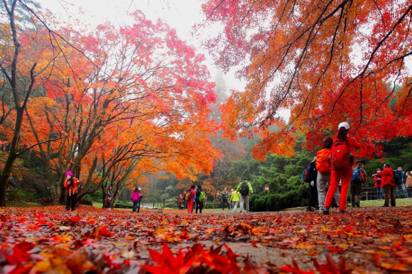 廬山紅葉什么時(shí)候去最好 廬山去哪看紅葉