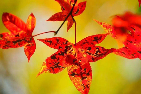 武漢秋天賞紅葉的地方 紅葉觀賞點推薦