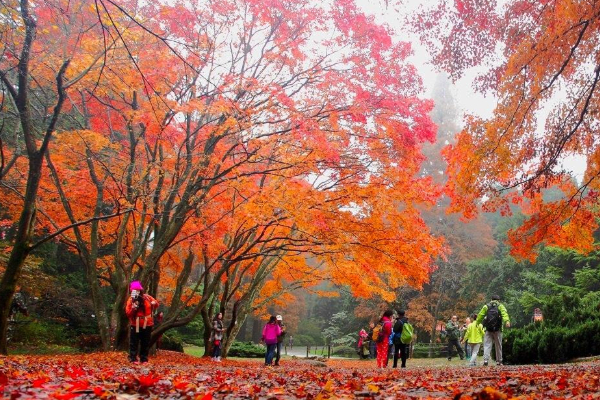 廬山紅楓什么時(shí)候紅 最佳觀賞時(shí)間