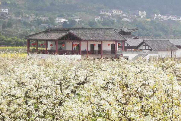 蒼溪梨文化博覽園