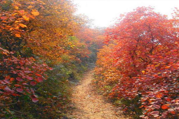 浮戲山楊樹(shù)溝景區(qū)