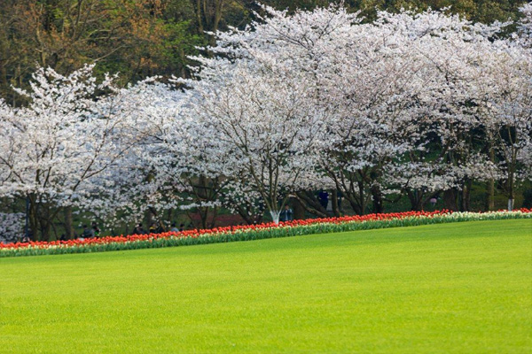 2021杭州太子灣公園櫻花開了嗎 賞櫻攻略