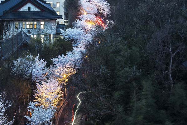 南京雞鳴寺櫻花什么時(shí)候開2021 南京賞櫻花的地方