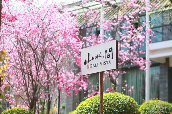 2021大理櫻花幾月開(kāi) 大理賞櫻花最美的地方