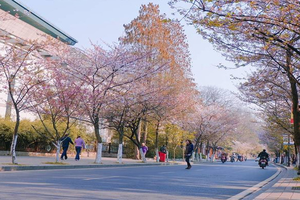 2021南京賞櫻花有哪些地方 南京賞櫻花的最佳時間