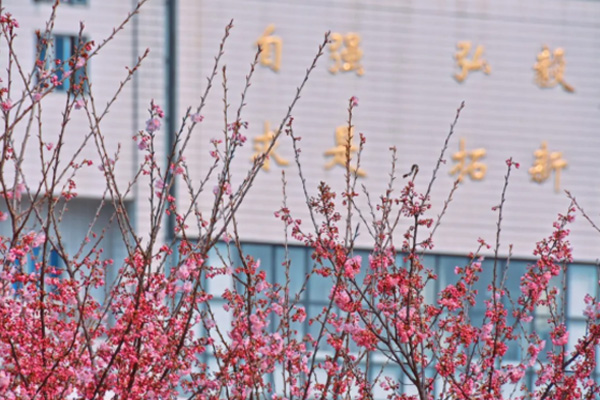 武漢櫻花2021年什么時候開 武漢春季賞花景區