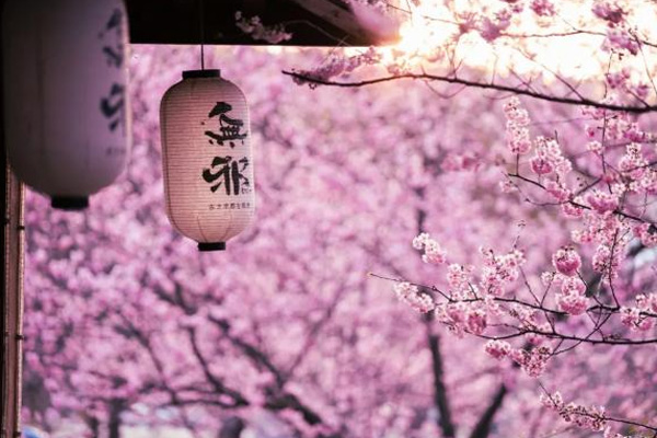 無錫黿頭渚櫻花節2021 附交通指南攻略