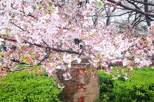 青島櫻花什么時候開花2021 青島賞櫻花哪里最好