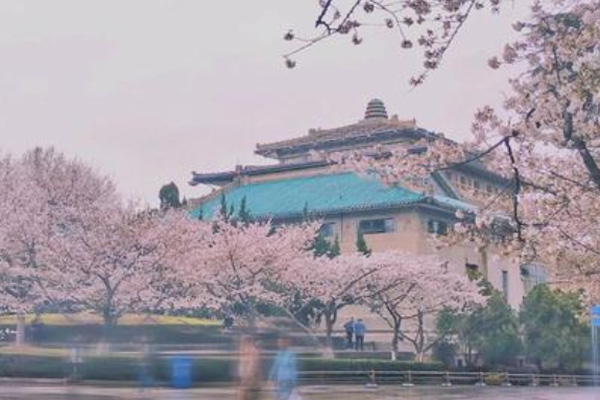 武漢櫻花2月底迎來初花期 2021武漢大學櫻花花期
