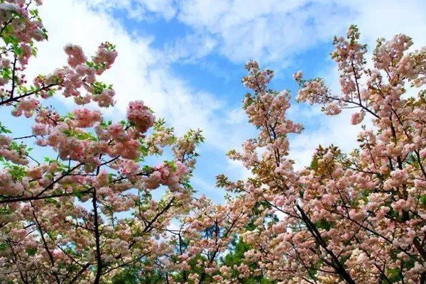 2021杭州余杭櫻花觀賞點(diǎn)推薦