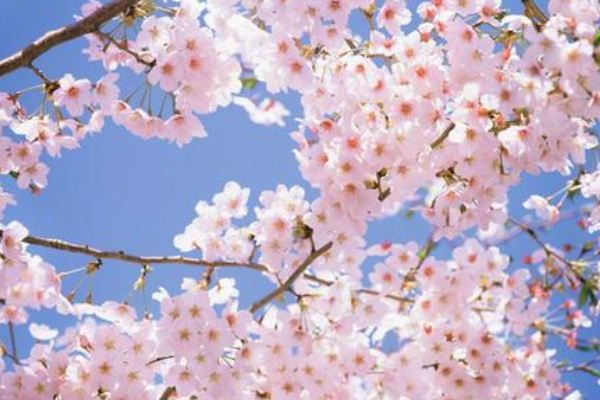 2021東湖櫻花園開了嗎 武漢櫻花什么時候開花