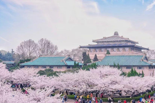 武漢大學櫻花預約2021 武大櫻花2021年什么時候開放