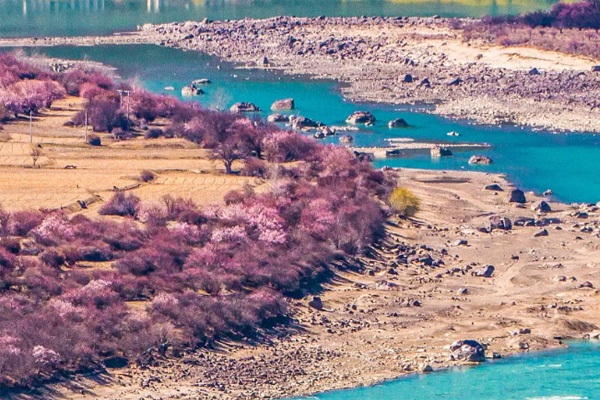 林芝桃花節2021開幕時間 林芝桃花哪里最漂亮
