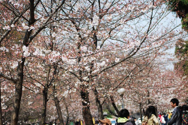 南京雞鳴寺櫻花開放時(shí)間2021 雞鳴寺櫻花最佳觀賞時(shí)間