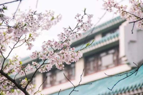 2021武大看櫻花什么時候去 武大櫻花觀賞路線推薦