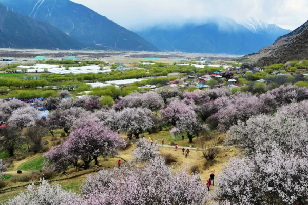 西藏桃花在什么地方 2021西藏桃花溝什么時間最漂亮