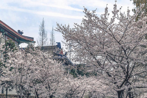 2021年南京雞鳴寺櫻花什么時(shí)候開 雞鳴寺櫻花幾月到幾月