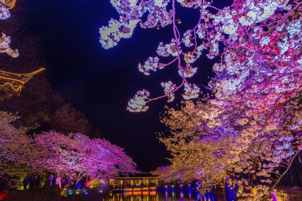 2021無錫黿頭渚櫻花節煙花是幾點開始 夜櫻游玩攻略