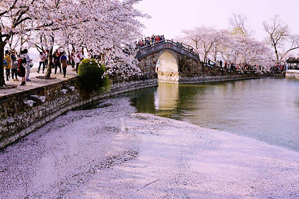2021無錫黿頭渚櫻花節開幕式時間-櫻花節詳情
