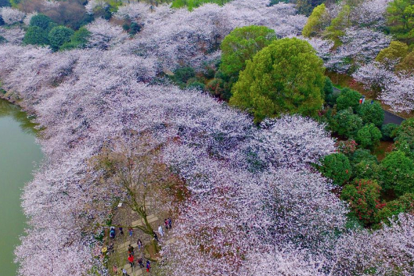 2021長沙玉湖公園櫻花開了嗎 長沙玉湖公園賞花攻略