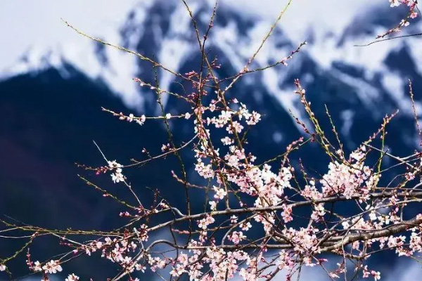 2021林芝桃花節路線攻略及游玩指南 林芝桃花最佳觀賞時間