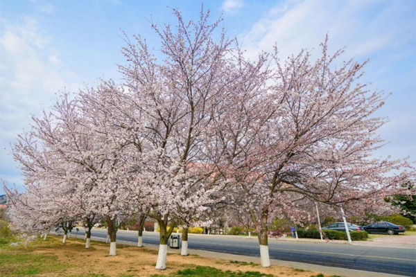 2021青島嶗山櫻花什么時候開花 及交通指南