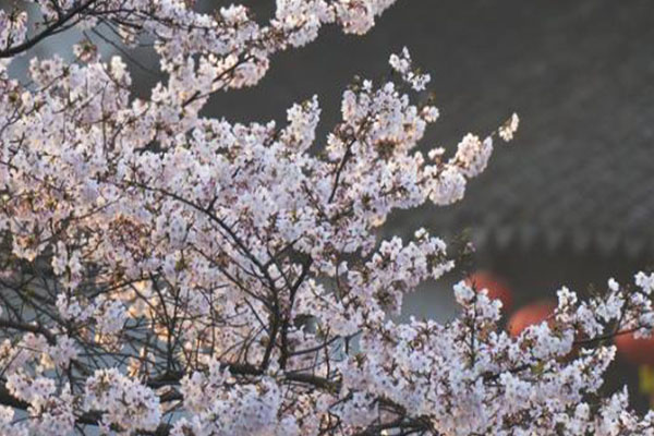 西塘櫻花什么時(shí)候開(kāi) 2021西塘櫻花慢直播活動(dòng)