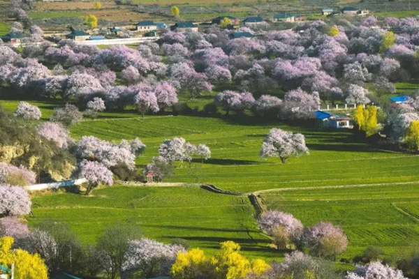 林芝桃花旅游路線推薦 林芝桃花去哪看