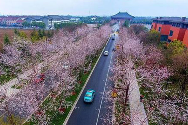 2021揚(yáng)州甘泉櫻花節(jié)活動(dòng)攻略-時(shí)間地點(diǎn)及交通指南