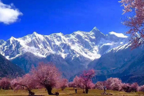 林芝桃花哪里最好-景點推薦