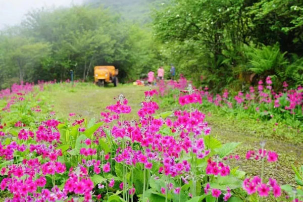 樂山大瓦山景區介紹及游玩攻略