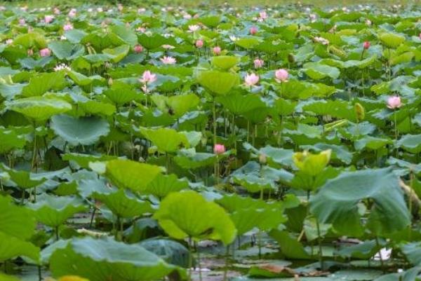 深圳洪湖公園荷花幾月份開  深圳洪湖公園荷花展時(shí)間