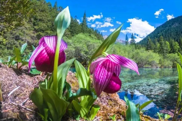 6月甘孜州賞花去哪里-景點(diǎn)推薦