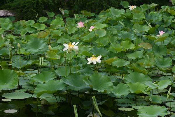 上海古猗園第九屆荷花睡蓮展2021